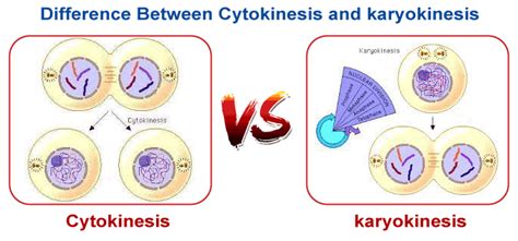 Difference between Cytokinesis and Karyokinesis - javatpoint