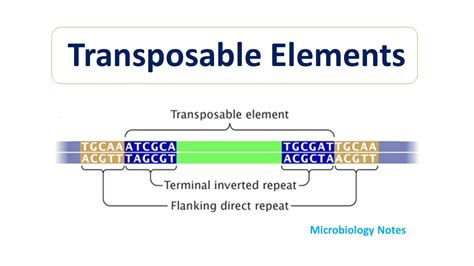 Integrative conjugative elements - Microbiology Notes