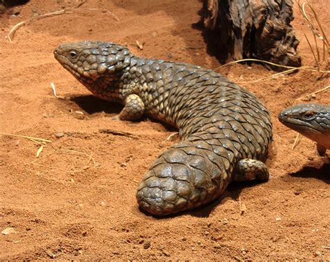 The Scaly Monogamist – Shingleback Lizard | The Occasional Creature Fact