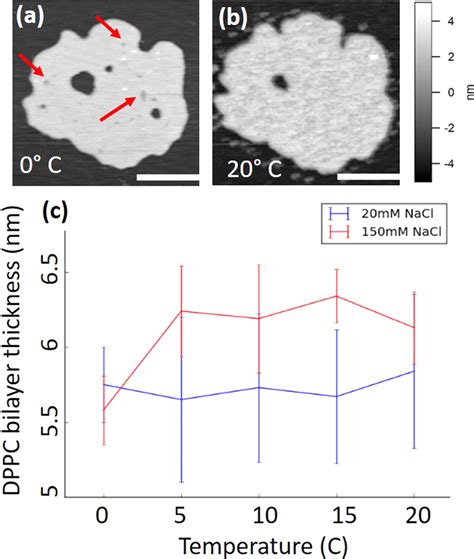 Effect of cooling on a DPPC supported bilayer structure. (a) Shows a... | Download Scientific ...