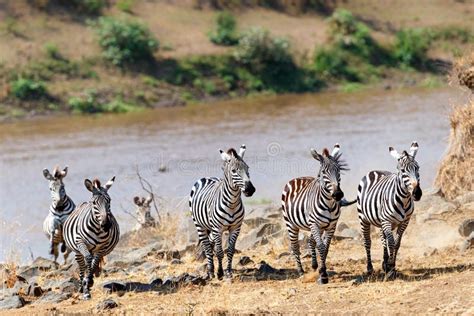 Zebra running and jumping stock photo. Image of jump - 57310468