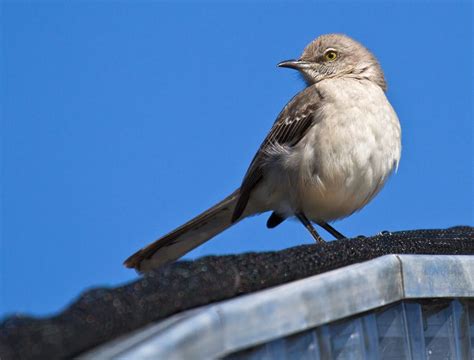 Mockingbird | Photo, Lookout, Animals