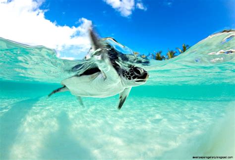 Baby Sea Turtles Swimming | Wallpapers Gallery