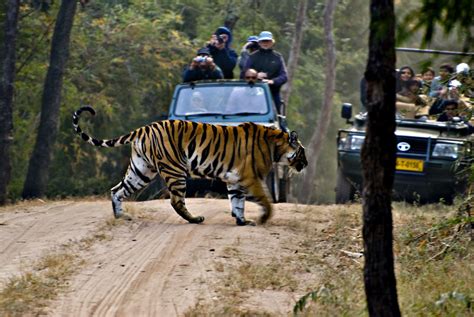 Wildlife Tour of Madhya Pradesh , Wildlife Tour Package of Madhya ...