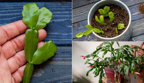 How to Propagate Christmas Cactus + 2 Secrets To Big, Blooming Plants