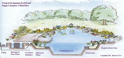 How Do Natural Swimming Pools Work? | Passion Pool & Pond