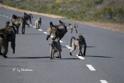 Chacma baboons – Nature on the Edge