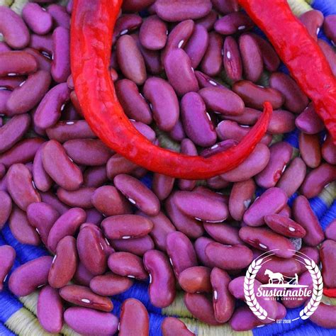 Organic Light Red Kidney Beans - Heirloom Seeds - Sustainable Seed Company