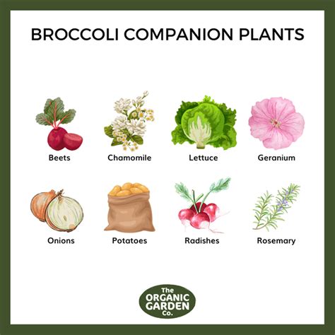 Your Guide To Companion Planting Vegetables & Combinations