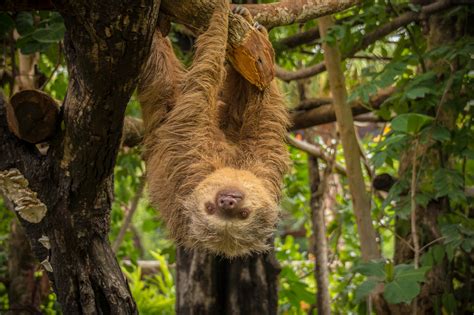 #1 Sloth Sanctuary in Costa Rica (Rescued Sloths) | Diamante Eco Park