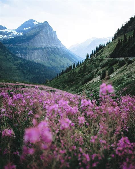 Endless fields of flowers in Montana. Photo by @lostintheforrest | Nature destinations, Nature ...