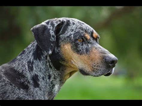 Catahoula Leopard Dog - Dog Breed - YouTube