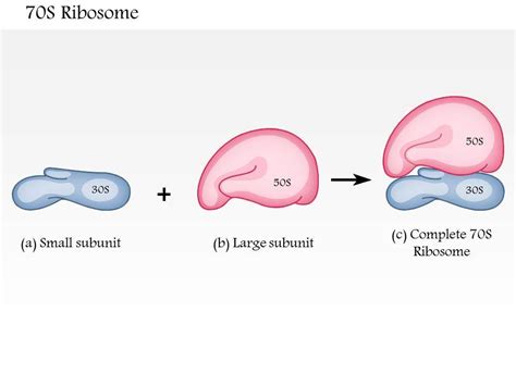 0614 70S Ribosome Medical Images For PowerPoint