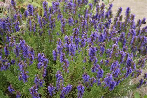 Hyssop, Attractive Flowers and a Great Herbal History - Eat The Planet