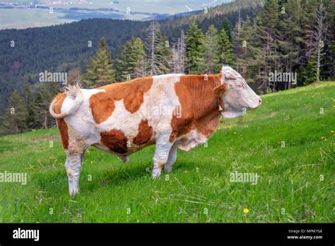 Bull Neck High Resolution Stock Photography and Images - Alamy