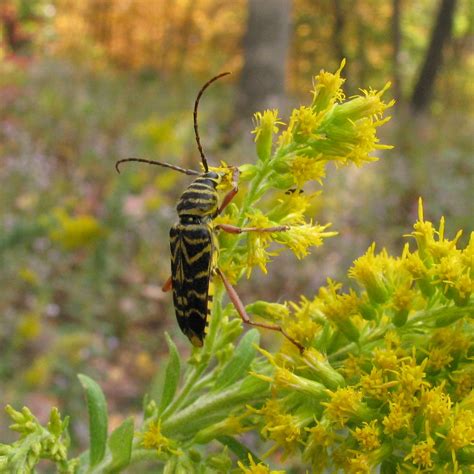 Locust Borer | While the larvae bore into Locust trees, the … | Flickr