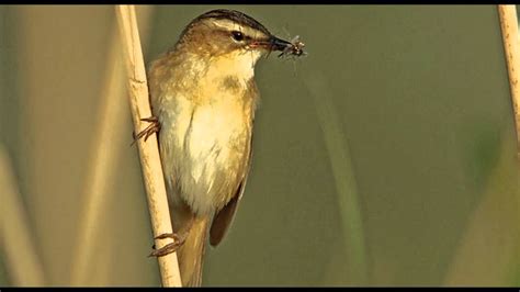 Sedge Warbler Bird Call Bird Song - YouTube