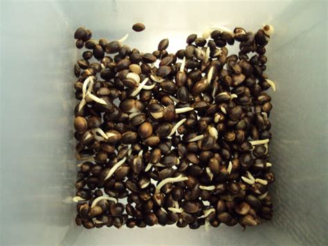 How to Germinate Autoflowering Seeds