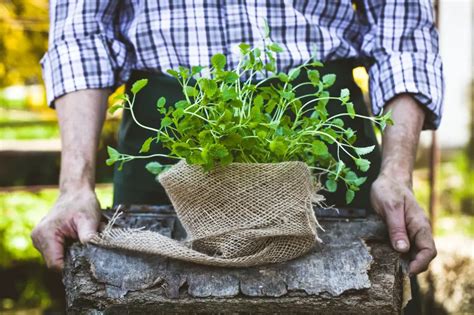 Chives Companion Plants: 10 Best Plants to Grow With Chives | UnAssaggio