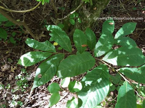 List of Pawpaw Tree Varieties (Asimina triloba) - Growing The Home Garden