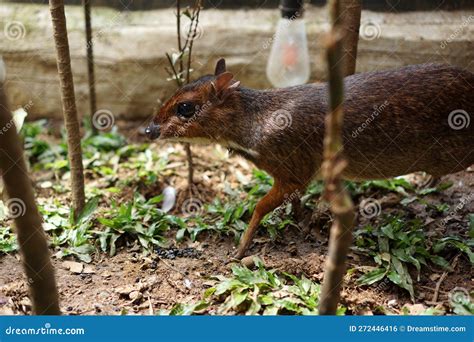 The Mouse Deer is an Animal from the Tragulidae Family Stock Photo - Image of deer, java: 272446416