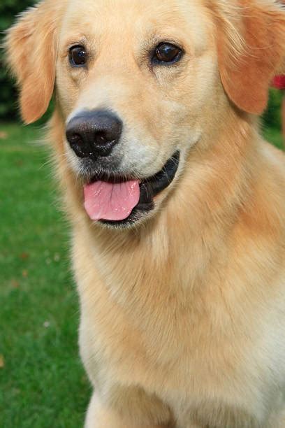 Best Portrait Of White Long Haired Labrador Retriever Stock Photos, Pictures & Royalty-Free ...