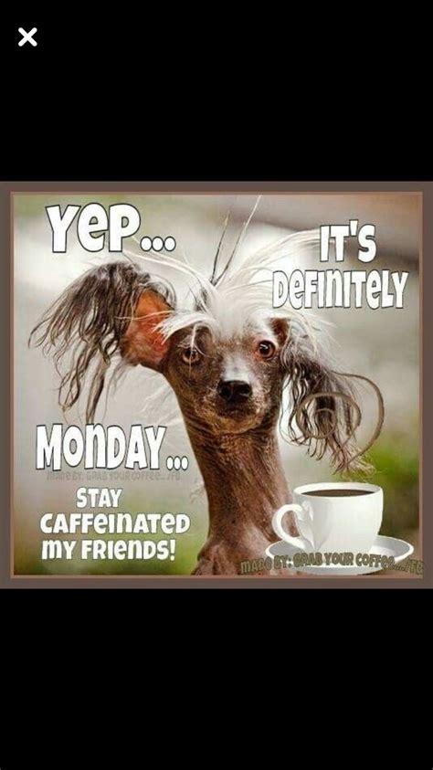 Funny Monday Morning Quotes for Invigorate - Daily Quotes AnoukInvit | Monday coffee, Monday ...