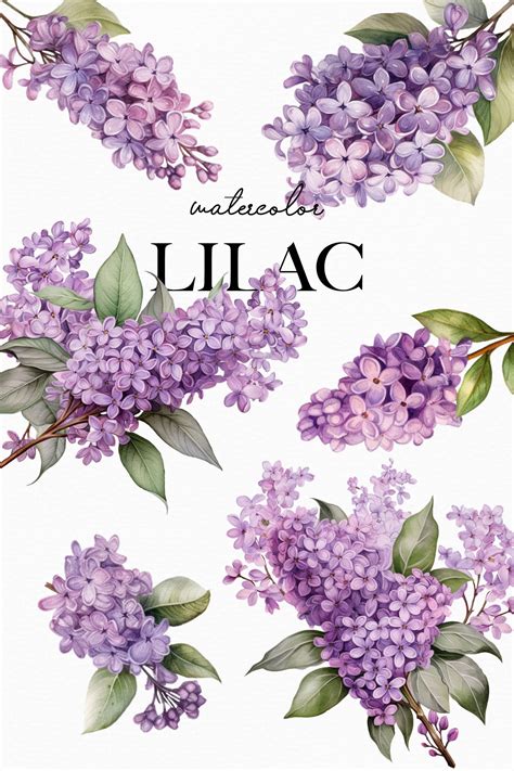 Watercolor Lilac Clipart Watercolor Lilac Lilac Bouquets Lilac ...