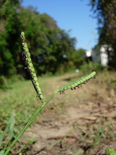 Paspalum (Genus Paspalum) · iNaturalist.org