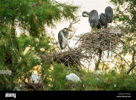 Grey heron nest Stock Photo - Alamy