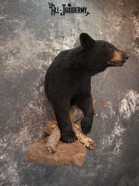 Black Bear Taxidermy mount for Sale SKU 1179 - All Taxidermy