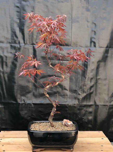 Japanese Red Maple Bonsai TreeCurved Trunk Style(acer palmatum 'atropurpureum')