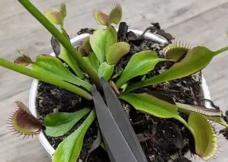 Step-by-Step Guide to Venus Flytrap Flower Stalk Propagation – Venus Flytrap World