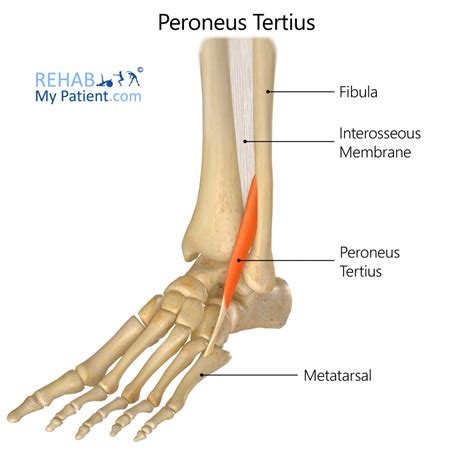 Peroneus Tertius | Rehab My Patient