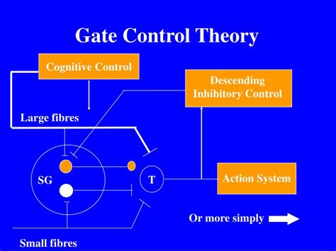 Gate Control Theory Diagram