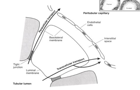 Proximal Tubule Flashcards | Quizlet