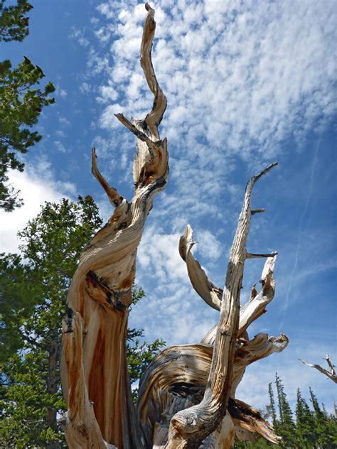 Twisted branches: Bristlecone and Glacier Trail, Great Basin National Park, Nevada