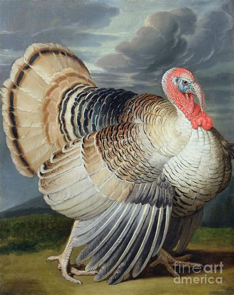 Portrait Of A Turkey Painting by Johann Wenceslaus Peter Wenzal