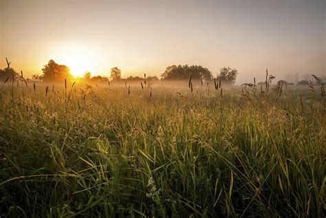 Mist Meadow Fog - Free photo on Pixabay - Pixabay