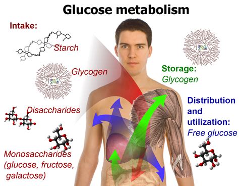 Cause Of Decreased Metabolism | Lifestyle Fitness Coach