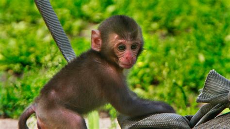 Wisconsin zoo welcomes baby snow monkey, a Japanese macaque