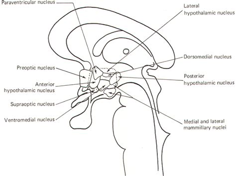 ERKUTLU SCIENCE CENTER: THE HYPOTHALAMUS