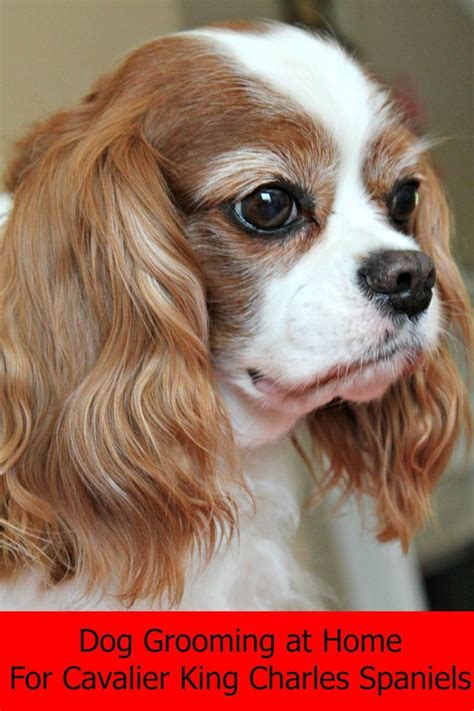 Dog Grooming at Home for Cavalier King Charles Spaniels | King charles cavalier spaniel puppy ...