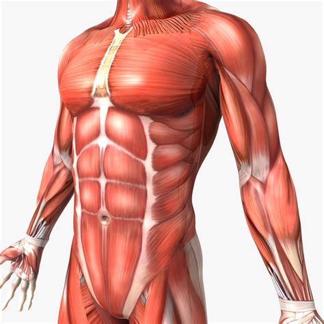 3d human male anatomy body