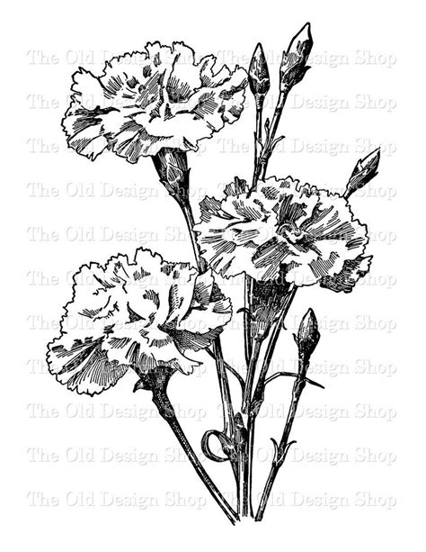 Carnation Flower Clip Art Illustration Commercial Use Digital - Etsy