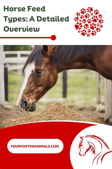 Horse Feed Types: A Detailed Overview in 2024 | Horse feed, Equine care, Horses