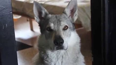 Czech wolfdog howling - YouTube