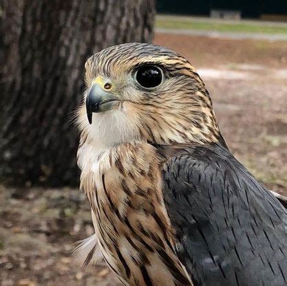 Merlin Falcon - LowcountryRaptors