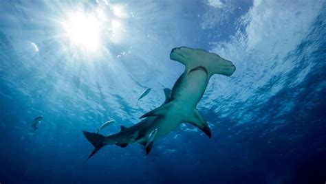 10 Great Hammerhead Shark Facts - Fact Animal