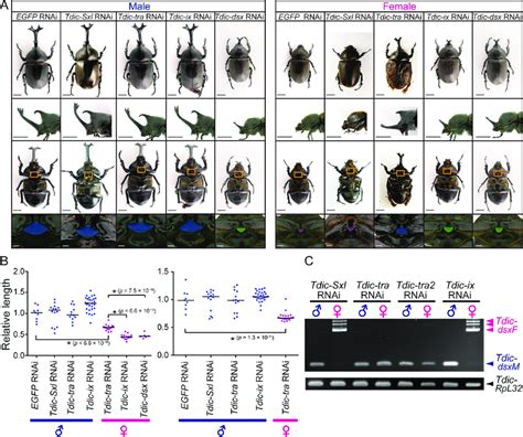 RNAi-mediated loss-of-function phenotypes of the sex determination... | Download Scientific Diagram